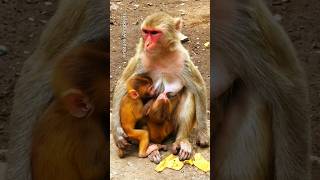 A monkey feeding milk to her two cute little babies short monkey trending anime shortvideo [upl. by Imot137]