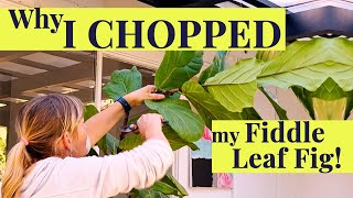 Why I CUT my FIDDLE LEAF FIG  Care amp Propagation tips [upl. by Etteyniv]