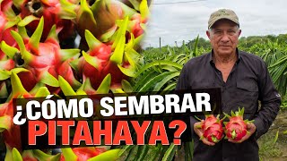 ¿Cómo Sembrar Pitahaya  La Famosa Dragon Fruit [upl. by Llyrrad]