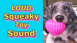 Squeaky Toy Sounds Sounds Dogs React To Sounds that attract dogs prankyourdog squeaky [upl. by Nagud]