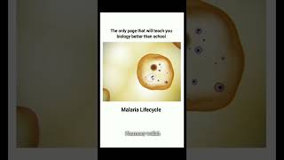 Maleria Life Cycle 🗣️   pharmacy shoerts [upl. by Aibar573]