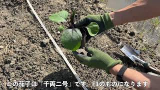 5月1日の畑の様子 ニンニクの芽の収穫、スナップエンドウの様子、茄子の定植、アピオスの植え付けなど [upl. by Anna-Maria813]