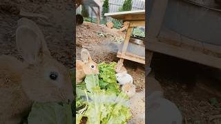 Home grown lettuce rabbit feast [upl. by Terrie]