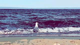 Visuelle Meditation Möwe im Abflug am Strand von Ahlbeck Seebad auf Usedom Ostsee lautlos [upl. by Yadrahc8]