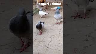 Rampuri kabutar bird viralshort viralshort shortsvideo shortshorts [upl. by Tlevesor452]