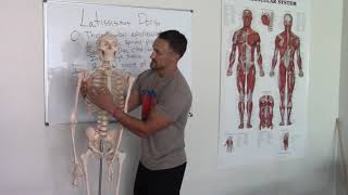 Shoulder Anatomy  Latissimus Dorsi  Show Up Fitness [upl. by Agneta]