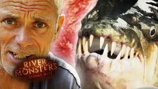 Tigerfish Compilation  COMPILATION  River Monsters [upl. by Golliner29]