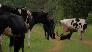 Entlebucher Sennenhund herding Cows [upl. by Owena]