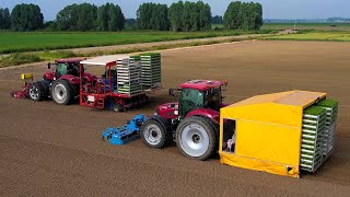 Knolselderij planten  Planting Celeriac  Case IH  Ferrari Growtech  Knollensellerie pflanzen [upl. by Vey715]