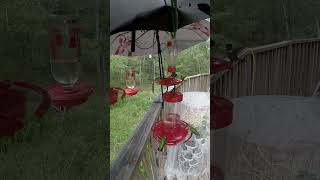 Thursday Hummingbirds September 9th 2024 birds nature cute wildlife short sound [upl. by Jocko634]