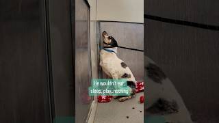 Watch the moment this shut down shelter dog leaves his corner 🥹 dogs doglover [upl. by Ehsom]