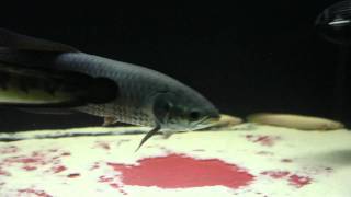 African Arowana Community Tank [upl. by Ahsikal]