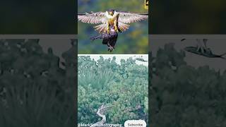 Eagle 🦅🦅 Attack on Falcon Bird 🕊️🕊️ live video amazing video ytshorts shortviralclips [upl. by Etterraj]