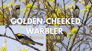 Golden cheeked Warbler  Song amp Call [upl. by Oremar]