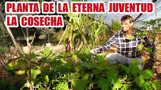 PLANTA DE LA ETERNA JUVENTUD SU COSECHA BENEFICIOS Y CURIOSIDADES [upl. by Roux960]