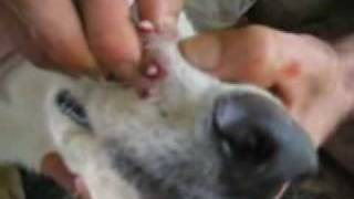 10 Botflies Removed From Dogs Snout [upl. by Olleina899]