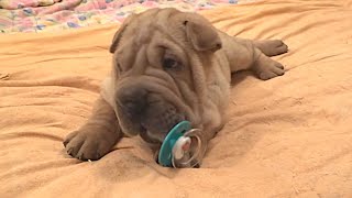 Shar Pei Puppies Play with Pacifier [upl. by Robillard]