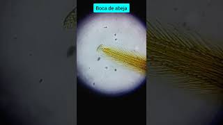 🔬 Boca de abeja bajo el microscopio  humor otakus biologiadesdecero microscopio ciencia [upl. by Mcneil]