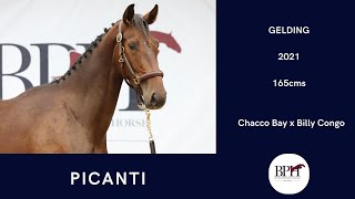 Picanti Chacco Bay x Billy Congo [upl. by Schmeltzer]