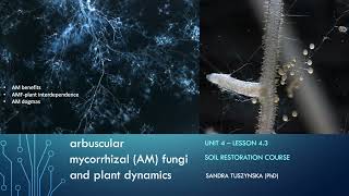 Lesson 43  Arbuscular mycorrhizal fungi AMF plant dynamics [upl. by Kared83]