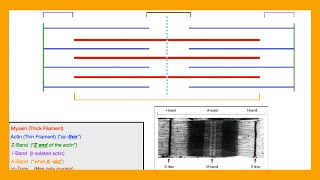 Sarcomere Muscle Physiology [upl. by Weinreb64]