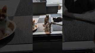 完璧過ぎる防犯対策…笑猫 保護猫 cat猫 ねこのいる生活 かわいい猫 [upl. by Atinaej73]