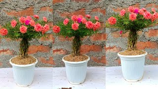 Beautiful portulaca Moss rose planting Idea  Easy and Simple Way [upl. by Yzdnil19]