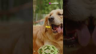 Why Golden Retrievers Are the Best Dogs Ever Must Watch [upl. by Aehsrop]