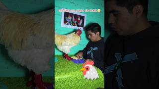 Al gallo le falta un grano de maíz gallos mascotas funnyvideos [upl. by Roer]