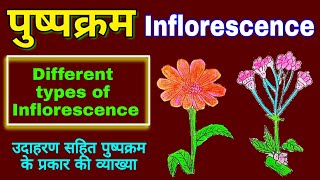 Inflorescence  Inflorescence in hindi  Types of inflorescence plants Morphology  biology science [upl. by Iphlgenia]