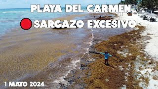 PLAYA DEL CARMEN🔴ULTIMA HORA MUCHISIMO SARGAZO 1 MAYO 2024 [upl. by Undine279]