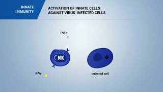 ACTIVATION OF INNATE CELLS against VIRUSinfected cells [upl. by Irrak]