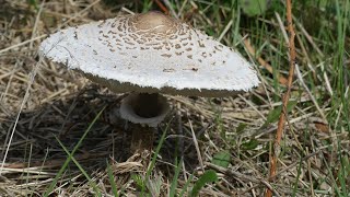 168 Appuie à fond sur le champignon [upl. by Ynnal]