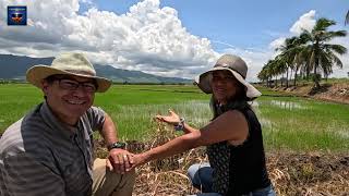 Cocinamos ARROZ con un cocido donde la ABUELA en un CAMPO de Valverde MAO RD [upl. by Roybn649]