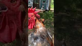 Rooster Crowing  Funny Rooster Crowing Sound Effect Short [upl. by Ennayllek]