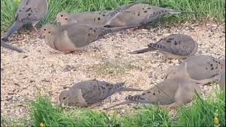 Many Doves amp Brownheaded Cowbirds [upl. by Aloysius459]