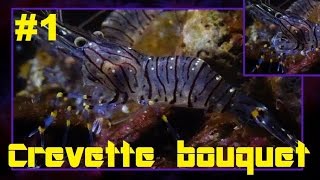 Palaemon serratus  Pennant 1777 HD Crevette bouquet common prawn  Aquarium de Paris  022015 [upl. by Bethesde]