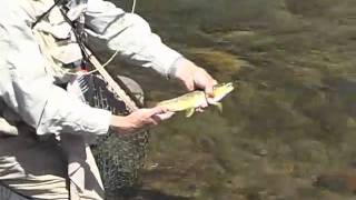 Fly Fishing Lake Fork of the Gunnison River CO [upl. by Howlyn]