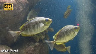 Beautiful MultiSpecies tank at the KKB aquarium in Chanthaburi Thailand [upl. by Namrak]