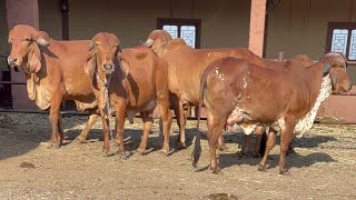 All cow for sale  7802865555 [upl. by Obie224]