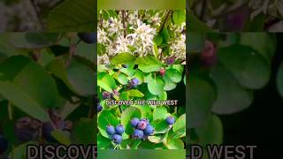 Western Serviceberry nature oregon foraging [upl. by Dominica]