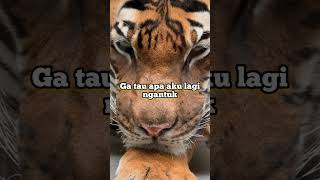 Harimau ngantuk [upl. by Yornek]