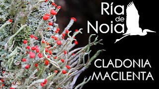 Cladonia macilenta en el Monte San Lois Noia Ría de Noia [upl. by Larrie]