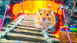 A Thrilling Escape Journey 🔥 Hamster vs Maze Madness 🐹 Hamster Maze [upl. by Toni]