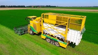 Parsley Harvesting  Ploeger MKC2TR container mower  Peterselie maaien loonbedrijf Maverko [upl. by Eilarol445]