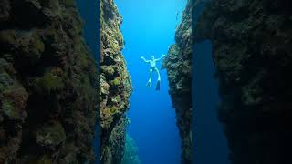 Unbelievably Beautiful Napaling Reef Philippines freedive ocean underwater snorkeling fyp [upl. by Karlin365]