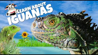 Escape into the Enchanting World of Iguanas [upl. by Nitsirhc]