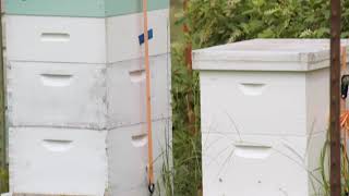 Growing Buckwheat for Bees [upl. by Asilav]