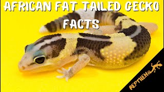 12 Amazing Facts about the African Fat Tailed Gecko Pet [upl. by Nylazor]