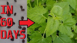 Growing Catnip from seed in containers [upl. by Shirley555]